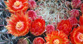 barrel cactus flowers